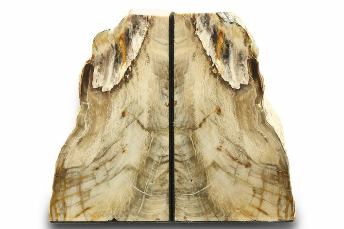 Tall, Colorful Petrified Wood Bookends - Washington #274856